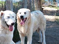 abruzzese shepherd dog